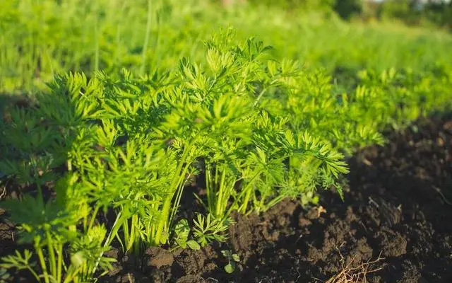 伏蘿卜不好種，得苗難是痛點(diǎn)，用上這三個(gè)技巧，可達成一播全苗